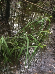 Carex gigantea image