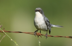 Microspingus cinereus