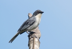 Microspingus cinereus