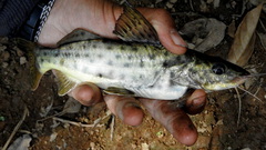 Pimelodus maculatus