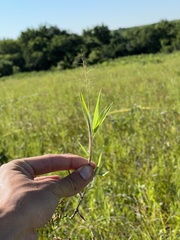 Dichanthelium praecocius