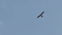 Ictinia mississippiensis