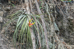 Tillandsia grossispicata