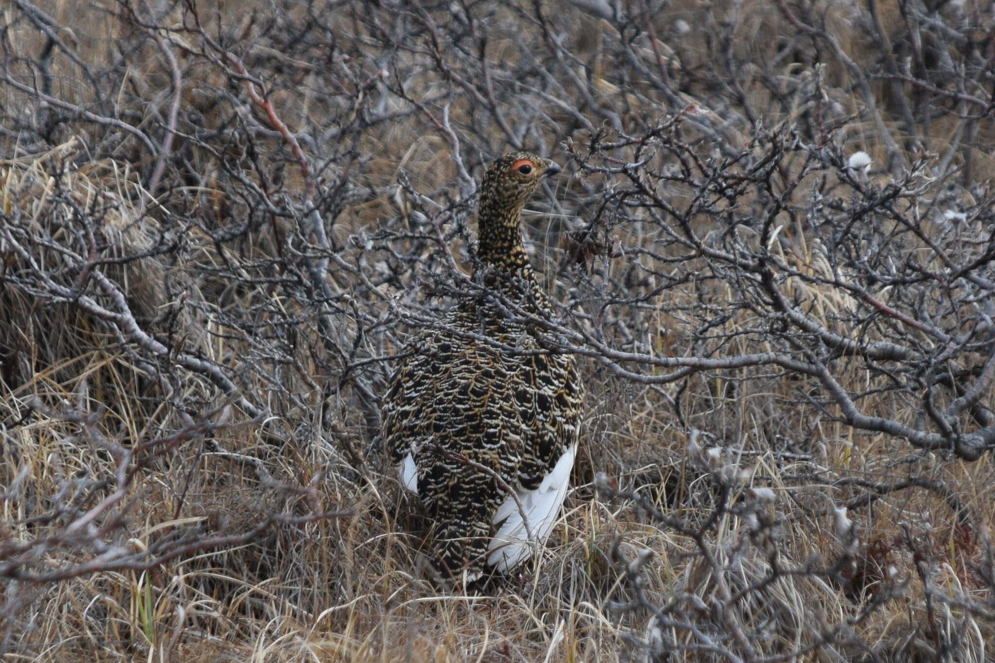 Willow Ptarmigan