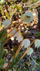 Cassiope tetragona
