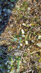 Cassiope tetragona
