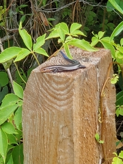 Plestiodon inexpectatus