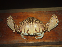 Calappa ocellata