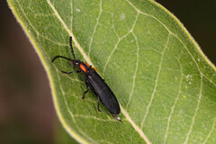 Calochromus perfacetus