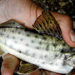 Pimelodus maculatus