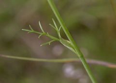 Bunium bulbocastanum