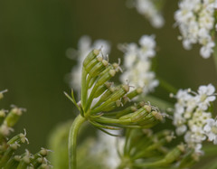 Bunium bulbocastanum