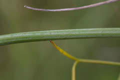 Bunium bulbocastanum