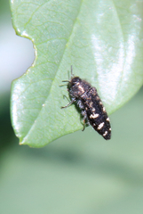 Acmaeodera connexa