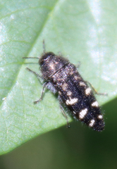 Acmaeodera connexa