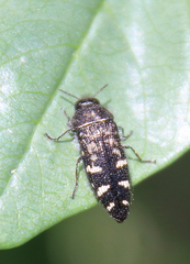 Acmaeodera connexa