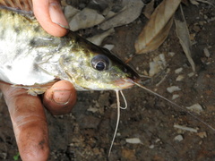 Pimelodus maculatus