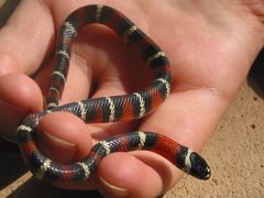 Lampropeltis polyzona