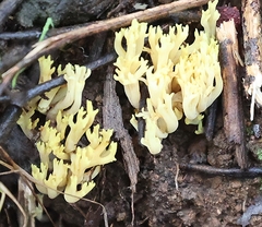 Ramaria lorithamnus