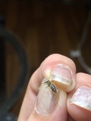Aedes canadensis