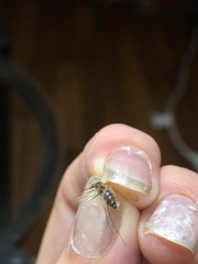 Aedes canadensis