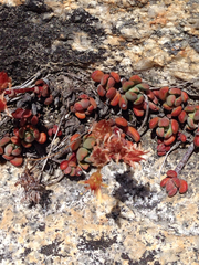 Sedum obtusatum