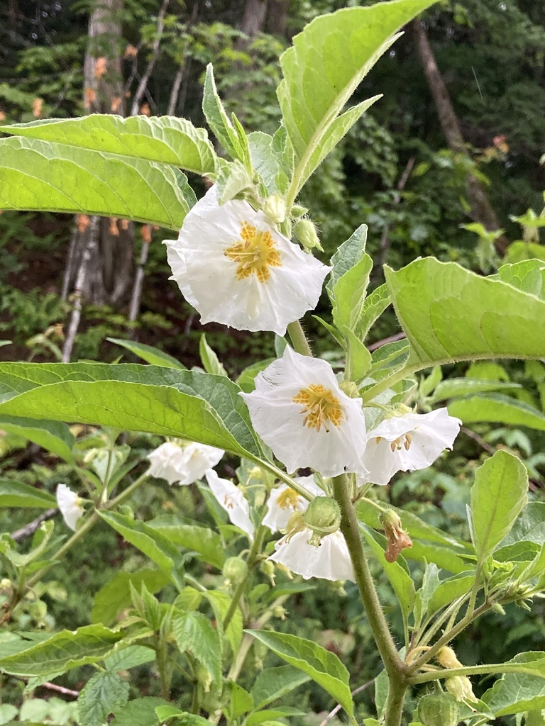 Large-flowered Ground-cherry