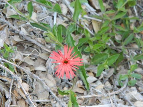 iNaturalist observation photo of cardinal catchfly