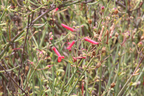 Image of Gambelia juncea by (c) psweet, some rights reserved (CC BY-SA)