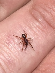 Asagena americana