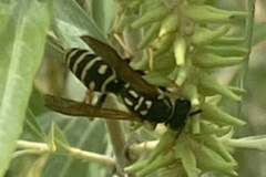 Polistes dominula