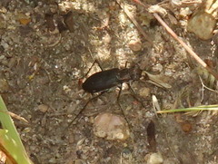Cicindela punctulata punctulata