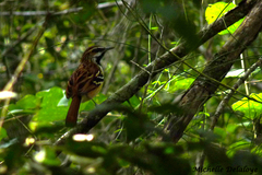 Myrmorchilus strigilatus