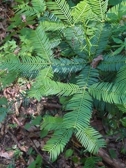 Torreya nucifera