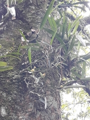 Maxillaria variabilis