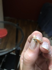 Aedes canadensis