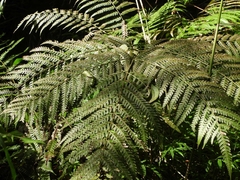 Microlepia strigosa