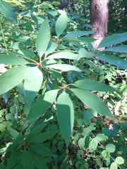 Neolitsea sericea