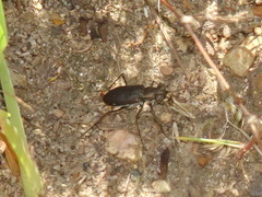 Cicindela punctulata punctulata