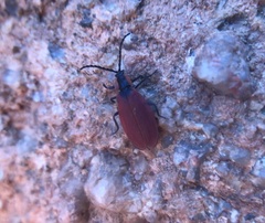 Lycus sanguinipennis