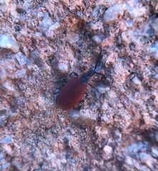 Lycus sanguinipennis