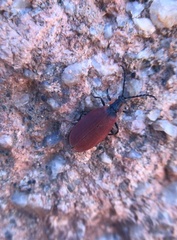 Lycus sanguinipennis