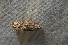 Epinotia solicitana