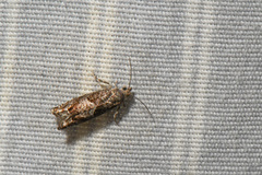 Epinotia solicitana