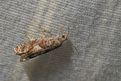 Epinotia solicitana