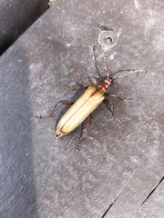 Centrodera decolorata