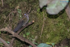 Lampornis amethystinus