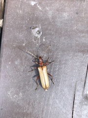 Centrodera decolorata