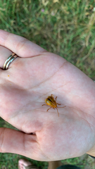 Monocesta coryli