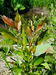 Salix pseudomonticola